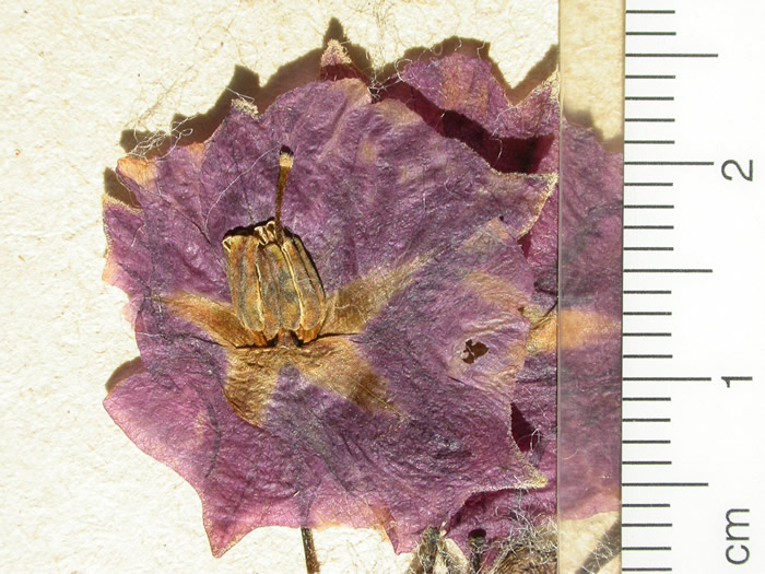 S. phureja  Syntyp 1815 corolla